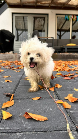 12-10-25-2 lekker buiten ravotten